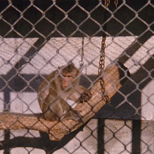 macaque, North Brighton Zoo, Christchurch
