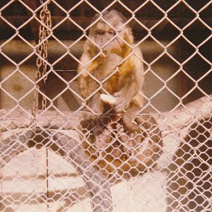 capuchin, North Brighton Zoo, Christchurch
