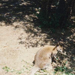 wallaby, North Brighton Zoo, Christchurch