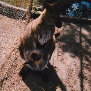 wallaby, North Brighton Zoo, Christchurch