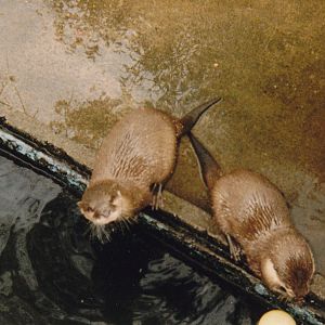 otters, North Brighton Zoo, Christchurch