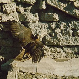 Australasian harrier (Circus approximans)
