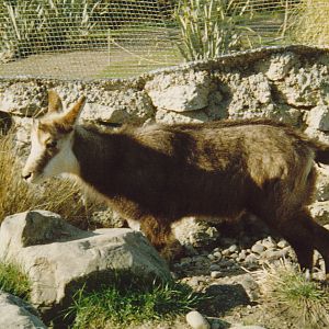young chamois