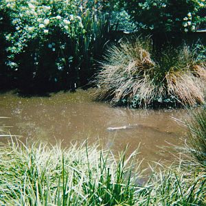 small-clawed otter enclosure