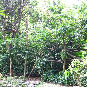 Black Howler Monkey exhibit