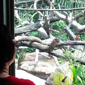 Proboscis Monkey exhibit