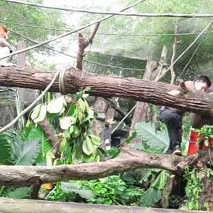 Proboscis Monkey exhibit