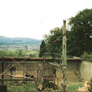 Chimpanzee Enclosure September 1991