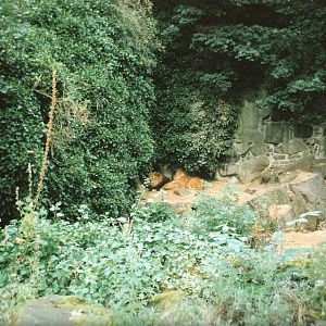 Loin Enclosure September 1991