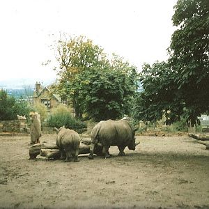 Rhino Enclosure September 1991