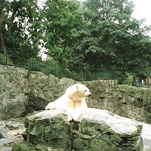 Polar Bear Enclosure September 1991