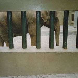 Asian elephant