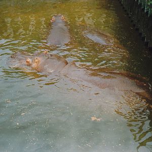 hippos