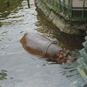 hippos