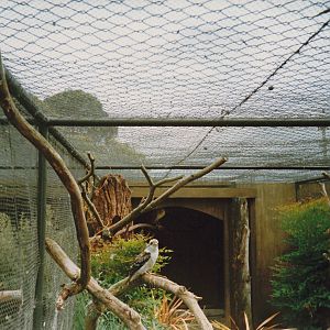 kookaburra aviary