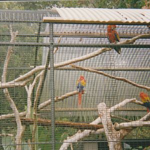 scarlet macaws