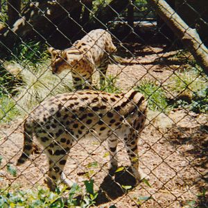servals