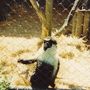 Diana monkey