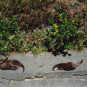 small-clawed otters