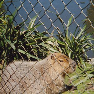 capybara