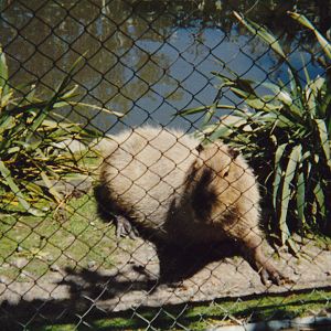 capybara