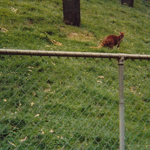 euro (Macropus robustus erubescens)