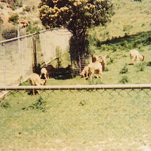 Barbary sheep or aoudad