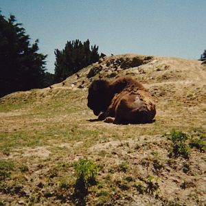 American bison