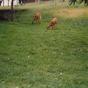 sitatunga
