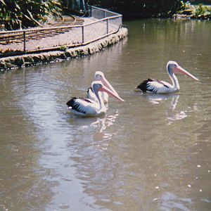 Australian pelicans