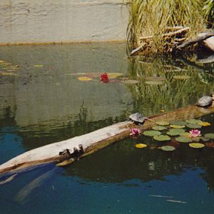 red-eared terrapin and koi pool