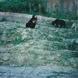 sun bears