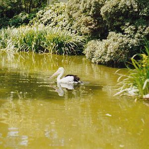 Australian pelican