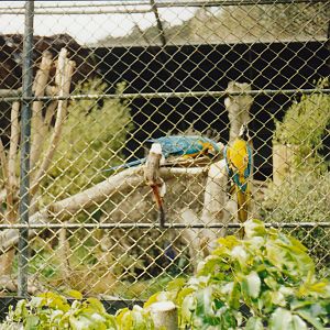 free-ranging cotton-top tamarins harrassing macaws