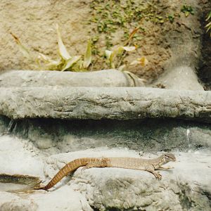 Gould's monitor (Varanus gouldii)