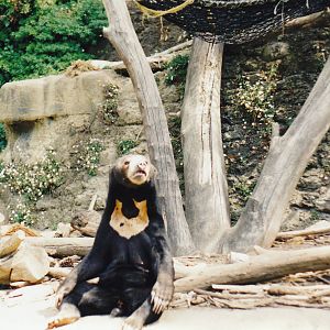 Chomel the female sun bear