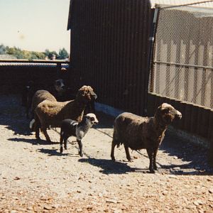sheep in the farmyard