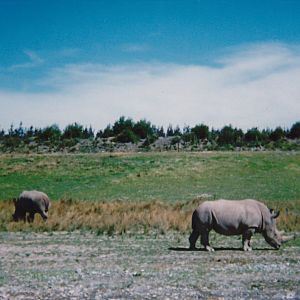 white rhinos