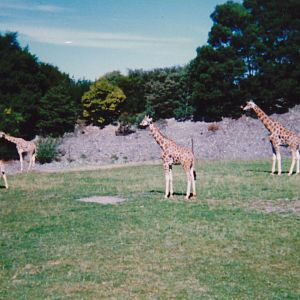 Rothschilds giraffes
