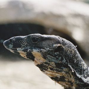 lace monitor