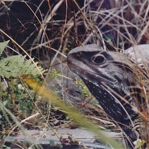common tuatara