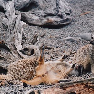 meerkats