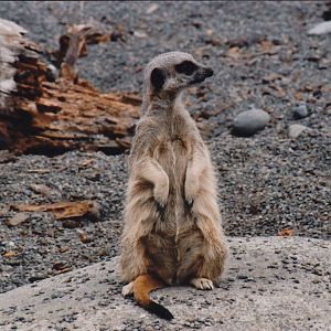 meerkat