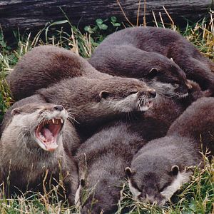 small-clawed otters