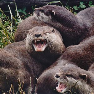 small-clawed otters