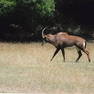 sable antelope