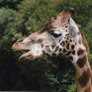 Rothschilds giraffe