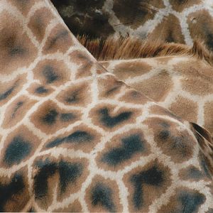 Rothschilds giraffe patterning