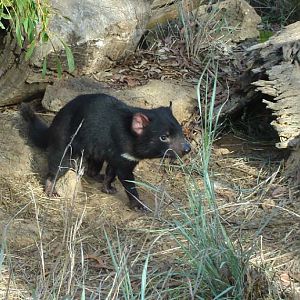 Tasmanian Devil