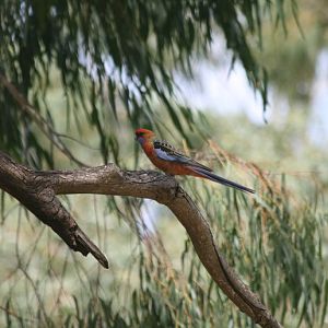 Adelaide Rosella - wild